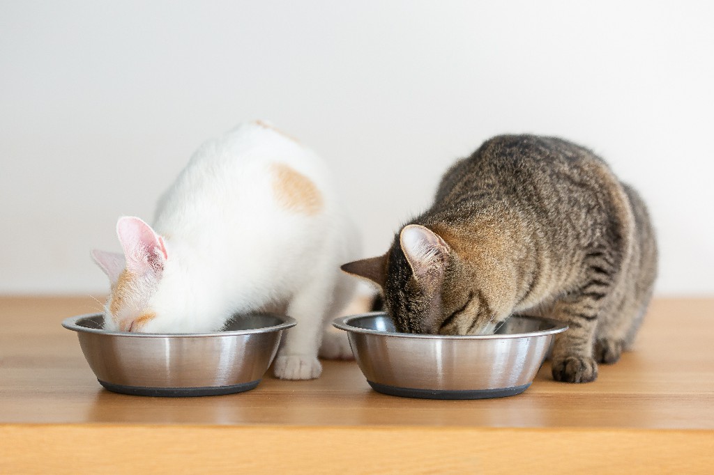 รู้หรือไม่? แมวแต่ละช่วงวัยกินอาหารต่างกัน… เลือกอาหารที่ใช่ ดีต่อสุขภาพน้องเหมียวให้แข็งแรงสมวัย